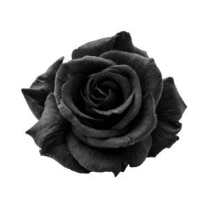 Trandafir Negru