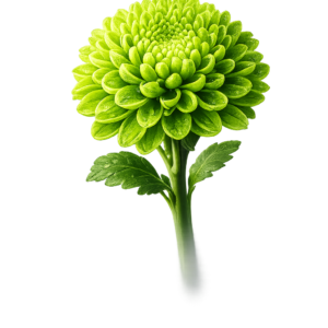 Crizantema Verde