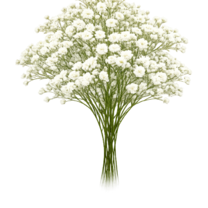 Gypsophila